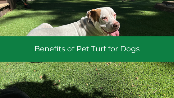 Benefits Of Pet Turf For Dogs